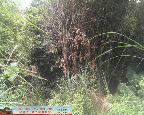 苗栗銅鑼農地-2