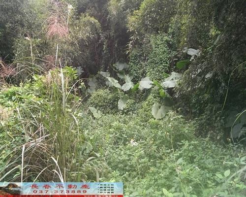 苗栗銅鑼農地-1